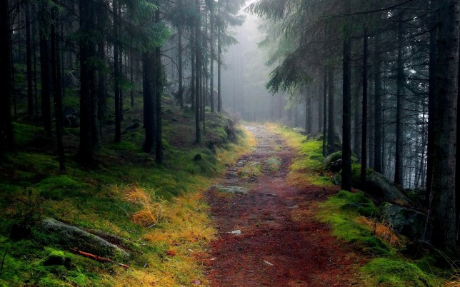 Forest Path - Choosing paths over pavement