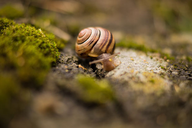 Snail - Slowly and patiently - Simple living resources