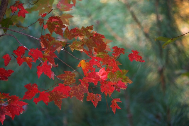 Maple Leaves - stop cushioning your home with fear