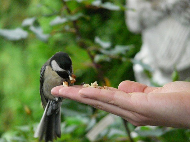 Bird eating out of hand - giving back