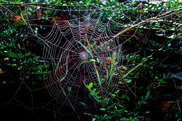 spider web - spiders