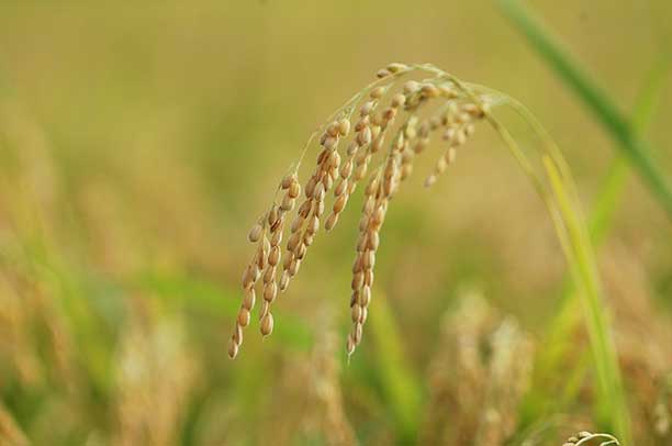 Rice plant - mindful eating