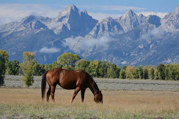 Horse - Learning to say "maybe"