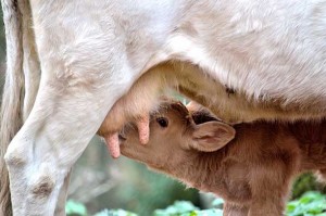 Calf nursing - mindful eating