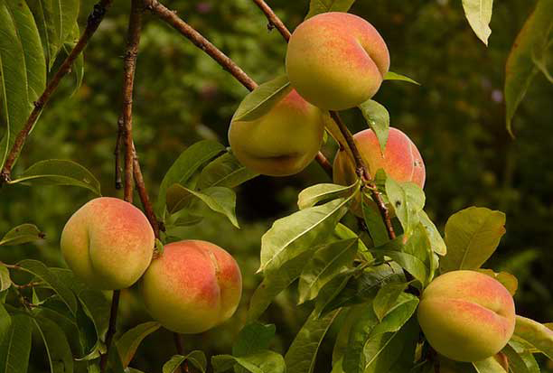 peaches on tree - mindful eating