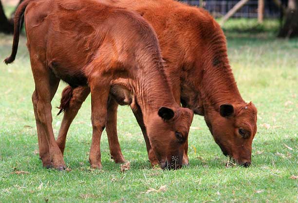 calves grazing - mindful eating