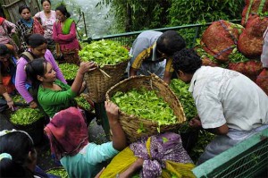 Workers harvesting crops - mindful eating